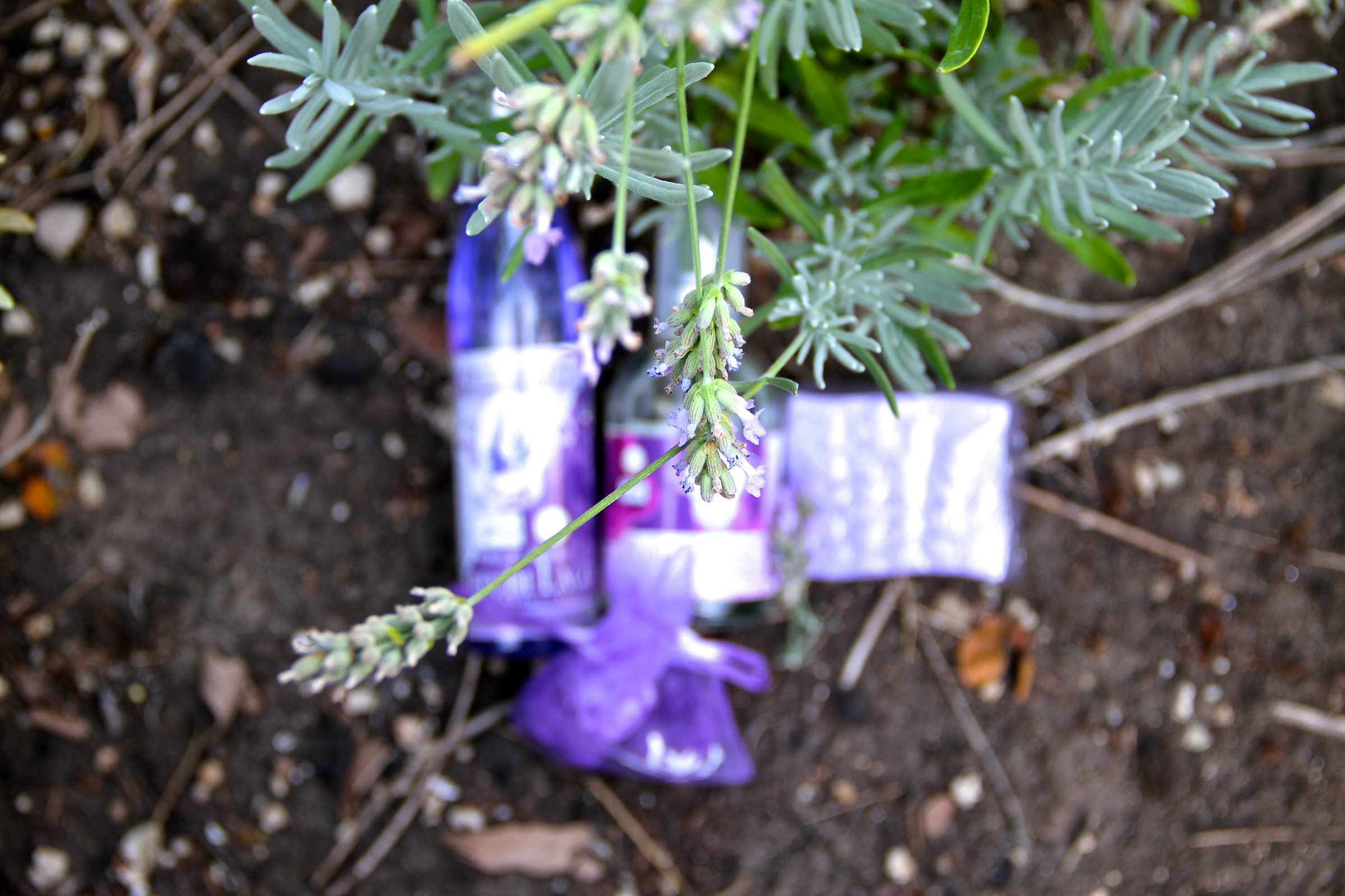 profumi alla lavanda creme alla lavanda